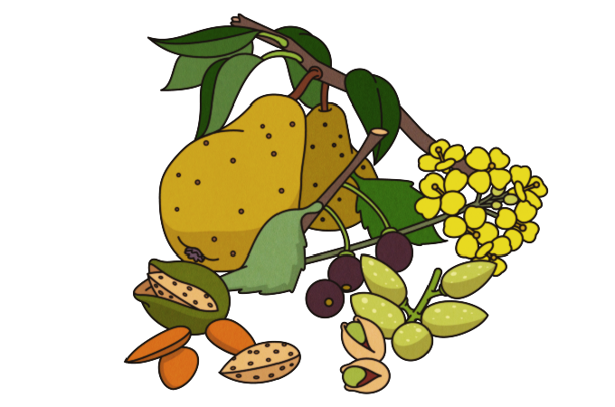 illustration of fruits, flowers and nuts