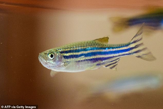 The study looked at the impact of fasting on the fertility of zebrafish an animal commonly used in research exploring implications for human health