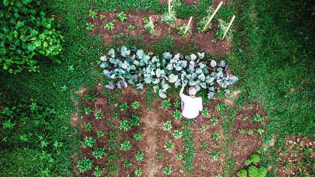 An aerial top down view of a man working in a vegetable garden