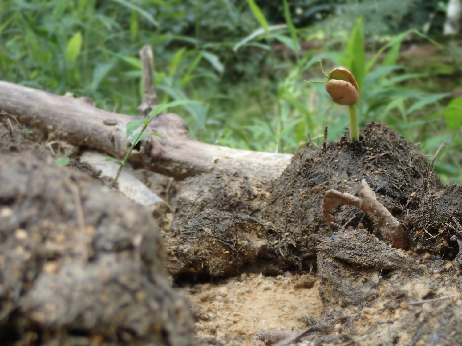 Seedling sprouting from elephant dung