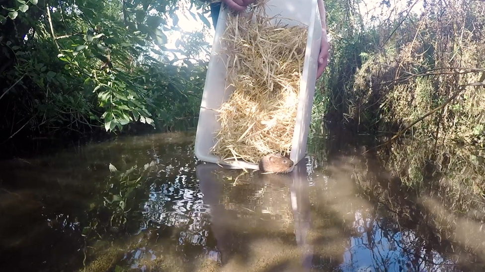 A water vole, a small brown rodent, being released into a river from a white box with straw in it